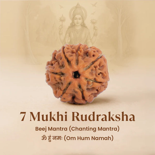 Natural 7 Mukhi Rudraksha bead